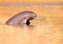 Dolphin folyó